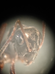 Formica lemani