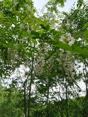 Robinia pseudoacacia