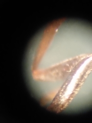 Formica lemani