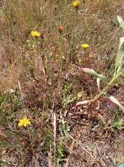 Hypochaeris radicata