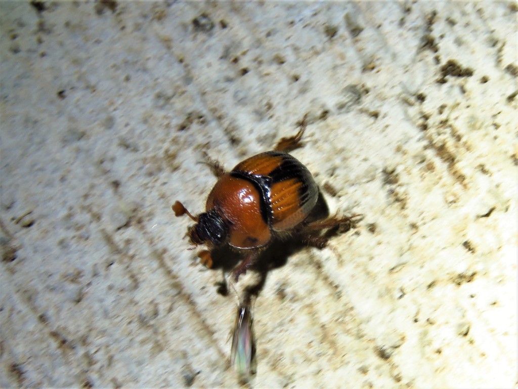 Bolbocerosoma pusillum