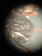 Formica lemani