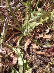 Hypochaeris radicata