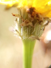 Hypochaeris radicata