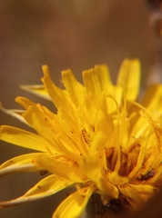 Hypochaeris radicata