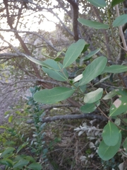 Olea capensis capensis