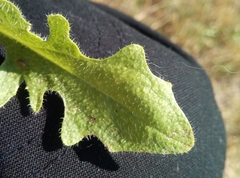 Hypochaeris radicata