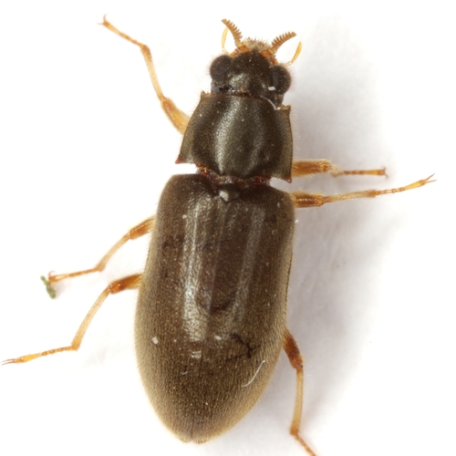 Pelonomus obscurus LeConte, 1852