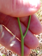 Hypochaeris radicata