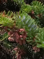 Abies sibirica