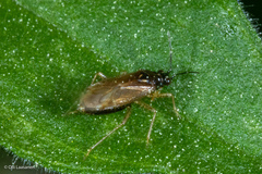 Dicyphus globulifer