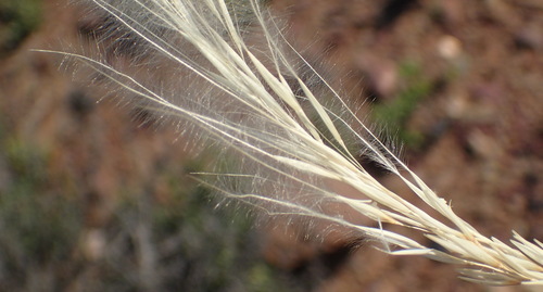 Image of Stipagrostis ciliata by (c) Nicola van Berkel, some rights reserved (CC BY-SA)