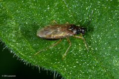 Dicyphus globulifer