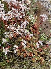 Sedum album