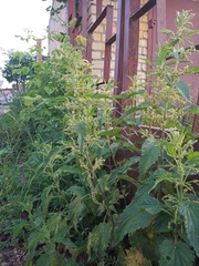 Urtica dioica