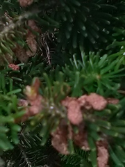 Abies sibirica