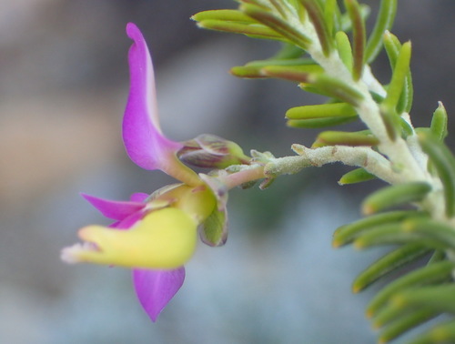 Image of Polygala teretifolia by (c) Nicola van Berkel, some rights reserved (CC BY-SA)