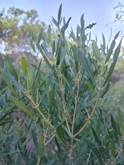 Olea exasperata