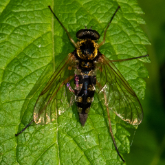 Chrysopilus ornatus