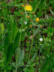 Tephroseris longifolia