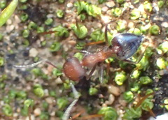 Crematogaster melanogaster