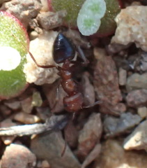 Crematogaster melanogaster