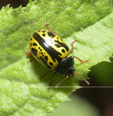 Calligrapha fulvipes