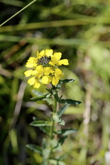 Erysimum odoratum