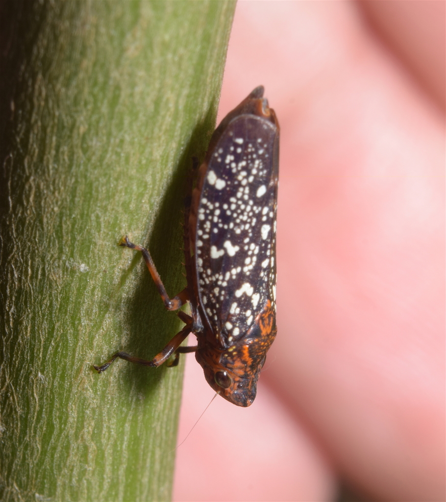 Amblydisca