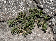 Portulaca oleracea