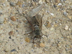 Thereva unica