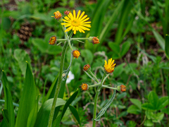 Tephroseris longifolia