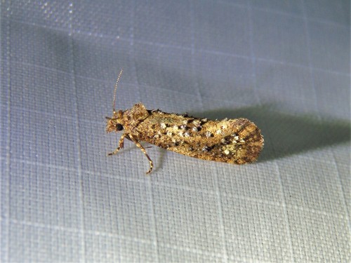 Grass Tubeworm Moths