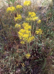 Petrosedum forsterianum