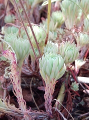 Petrosedum forsterianum