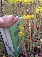 Petrosedum forsterianum
