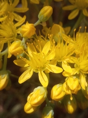 Petrosedum forsterianum