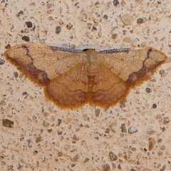 Idaea ostrinaria