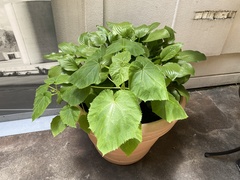 Paulownia tomentosa