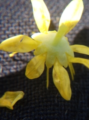 Petrosedum forsterianum
