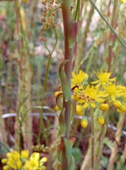 Petrosedum forsterianum