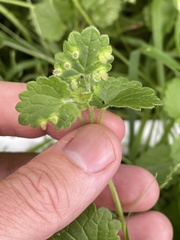 Rondaniola bursaria