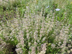 Thymus pannonicus