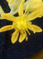 Petrosedum forsterianum