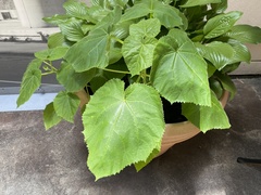 Paulownia tomentosa