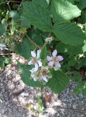 Rubus divaricatus