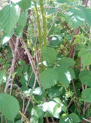 Rubus divaricatus