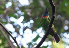 Psilopogon rafflesii