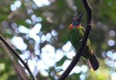 Psilopogon rafflesii