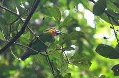 Psilopogon rafflesii